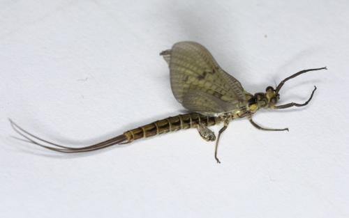 Réf. 280 914 : Ephemera vulgata